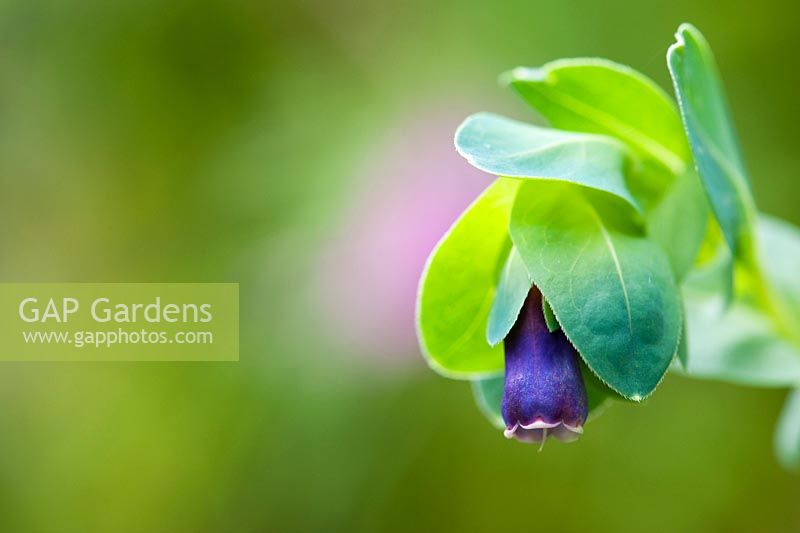 Cerinthe major Purpurascens - Blue shrimp plant