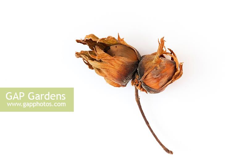 Cob Nuts on white background