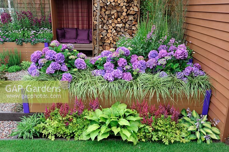 Hydrangea 'Teller Blue' with Carex 'Evergold' in timber frame raised bed - RHS Tatton Park Flower Show 2011 
