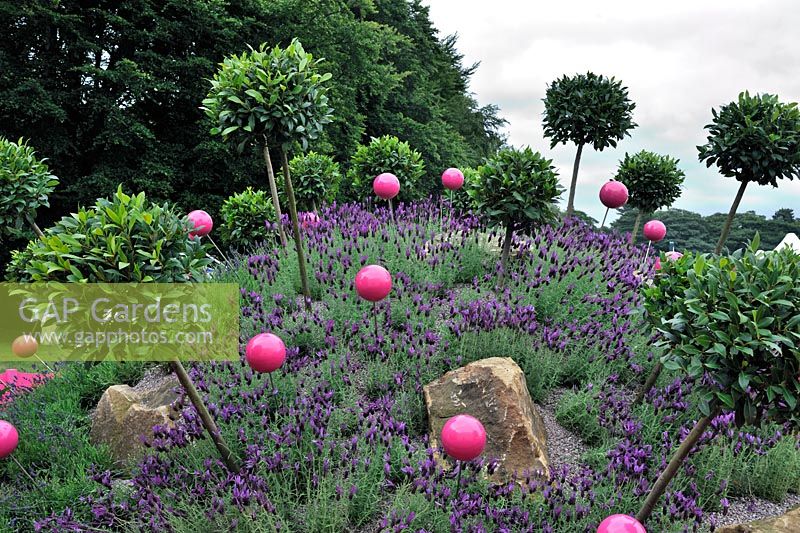 Laurus nobilis standards and pink steel balls amongst lavender in the 'Do Not Step Over The Fence' garden. RHS Tatton Park Flower Show 2011