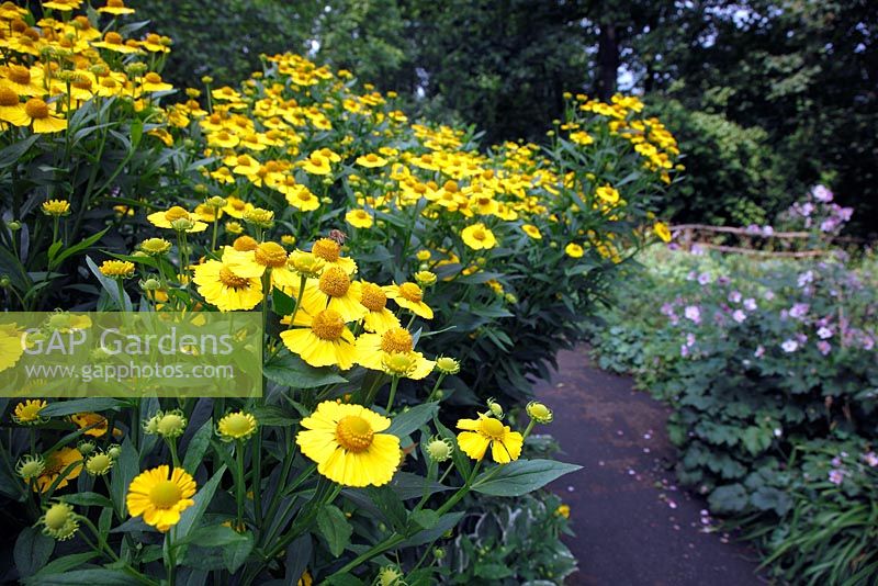 Helenium next to a path