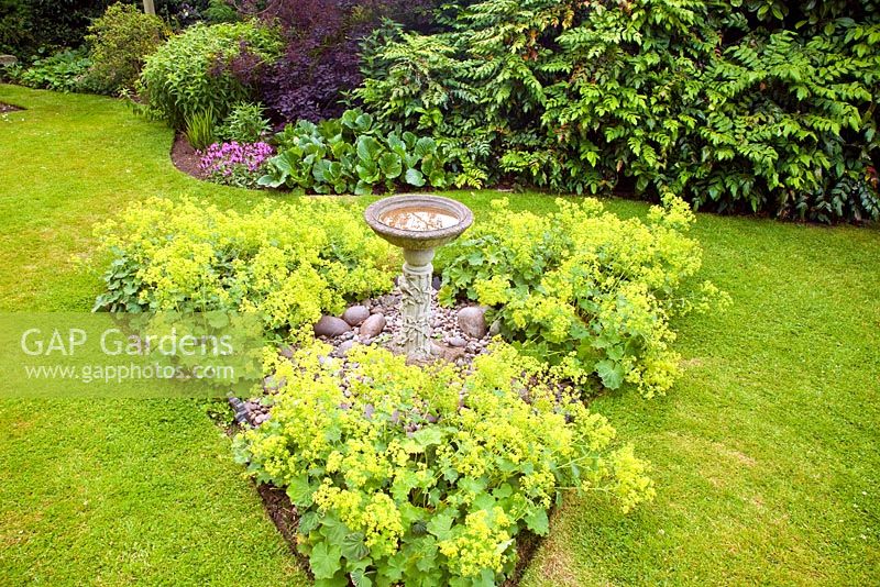 Feature Alchemilla Mollis around Bird Bath in summer 