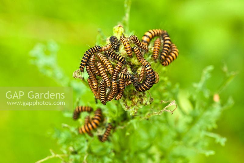 Tyria jacobaeae - Cinnabar Moth Caterpillars on Ragwort