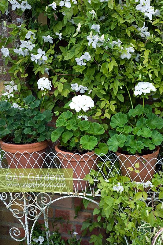 White Geraniums in pots in jardinere