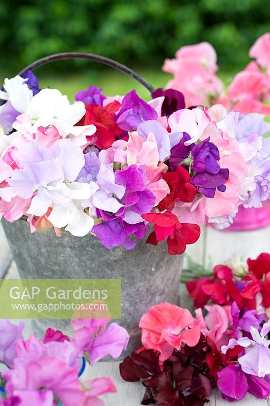 Lathyrus odorata - Sweetpeas displayed in metal container
