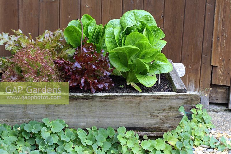 Mixed lettuces in a wooden trough, Augustsummer edible vegetables pots containers troughs mixed single foliage leaves