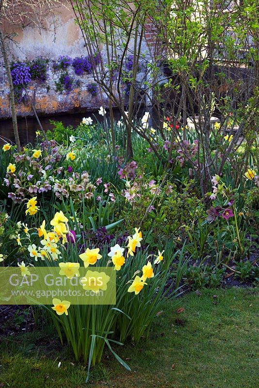 Narcissus and Helleborus in spring border  - The Mill House, Wylye Valley, Wiltshire