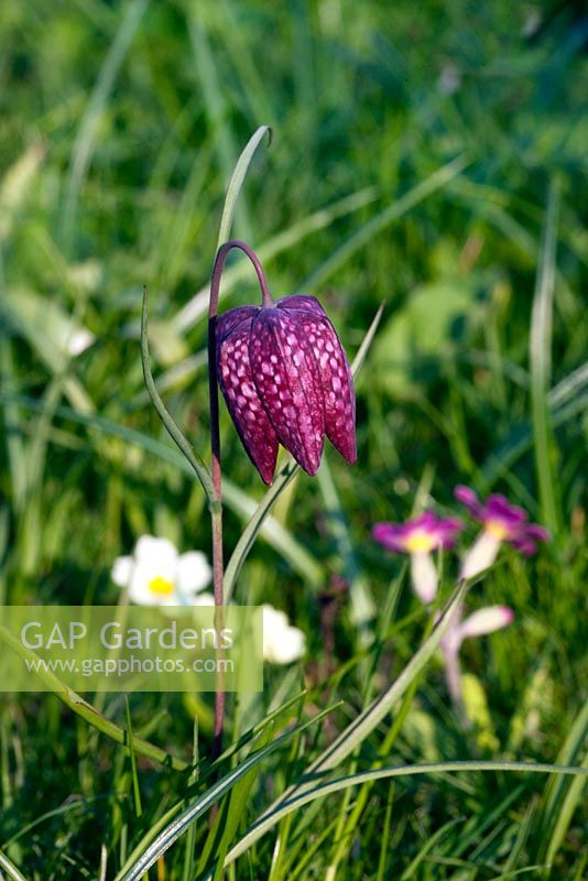 Fritillaria meleagris - Snakes Head Fritillary and Primulas naturalised in a lawn in spring - Mill House, Wylye Valley, Wiltshire