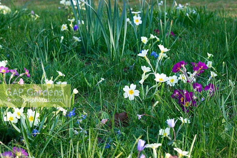 Primulas naturalised in a lawn in spring - Mill House, Wylye Valley, Wiltshire