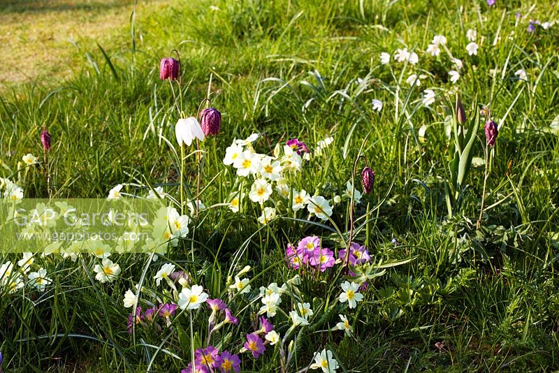 Fritillaria meleagris - Snakes Head Fritillary and Primulas naturalised in a lawn in spring - Mill House, Wylye Valley, Wiltshire 
