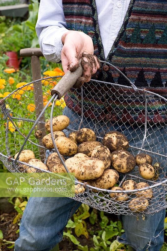 Man holding basket of freshly dug potatoes - first early var. 'Lady Crystal'