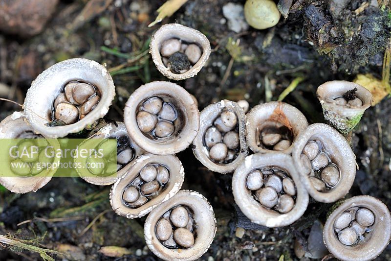 Cyathus olla - Field Birds Nest Fungi, close up view of fruiting bodies, Norfolk, UK, September