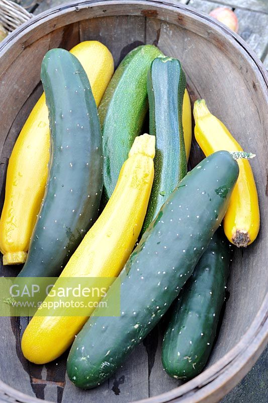 Courgettes and ridge Cucumbers in a wooden trug, UK, August