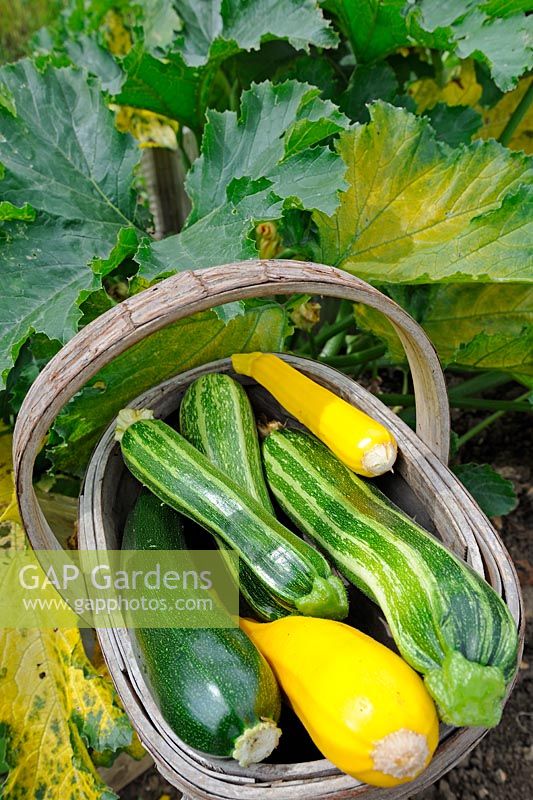 Wooden trug of freshly gathered Courgettes, Norfolk, England, July