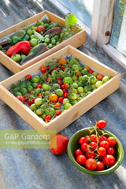 Wooden trays of Tomatoes and Peppers ripening on the greenhouse staging, Norfolk, UK, October