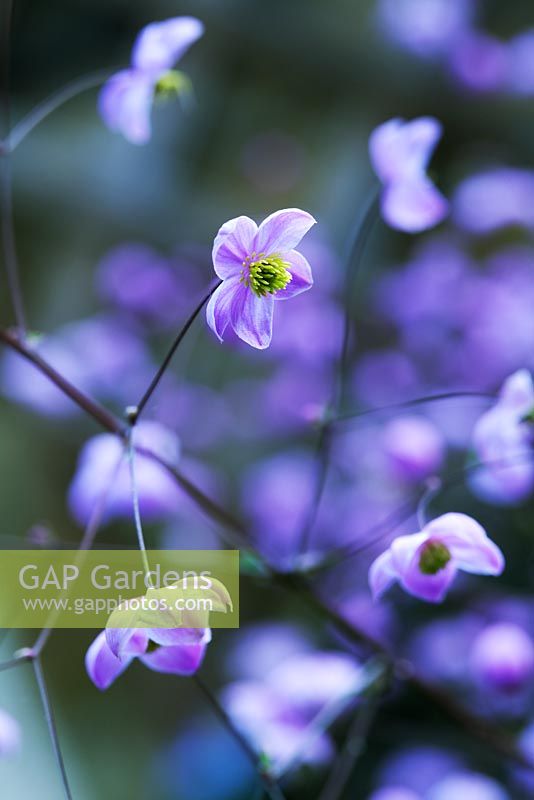 Thalictrum delavayii 'Splendide'