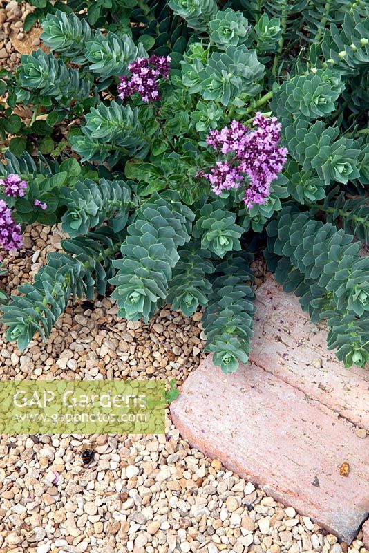 Euphorbia Myrsinites with Origano planted in a gravel bed