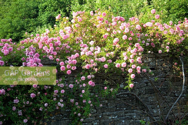 Rosa 'Paul Transon' 