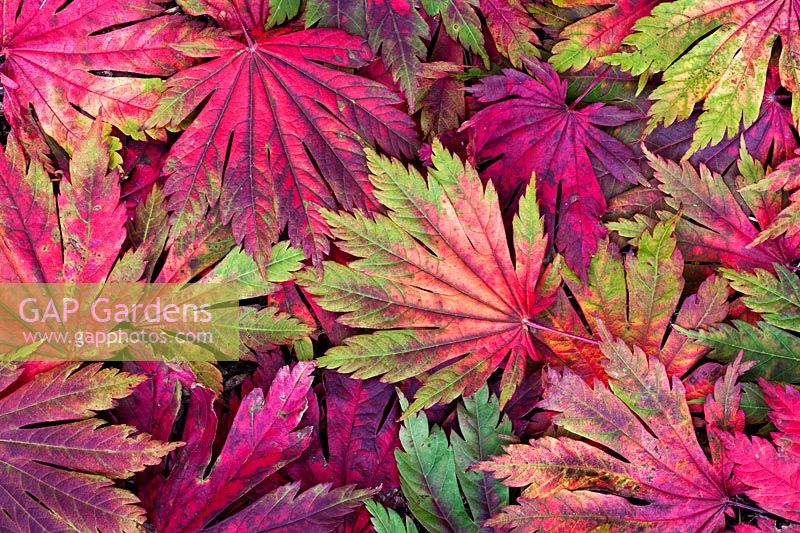 Acer japonicum 'Attaryi' leaves - Japanese Maple
