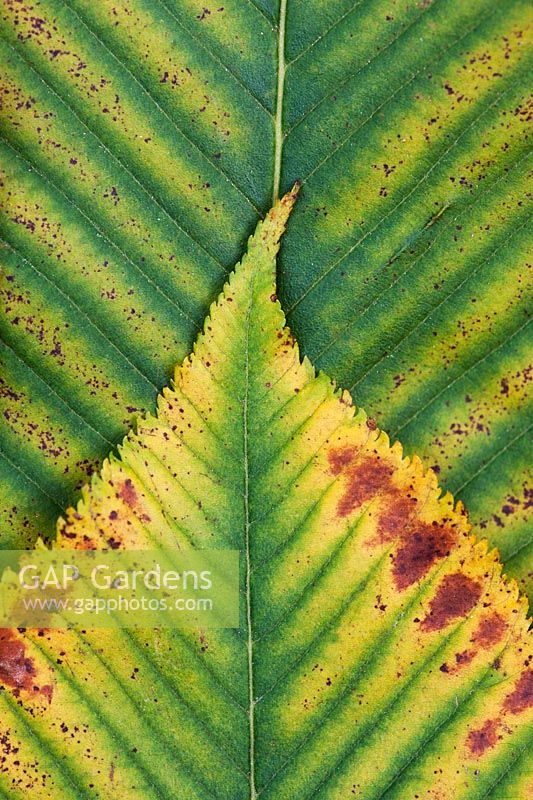 Aesculus x neglecta 'Erythroblastos' - Sunrise Horse Chestnut tree leaves pattern
