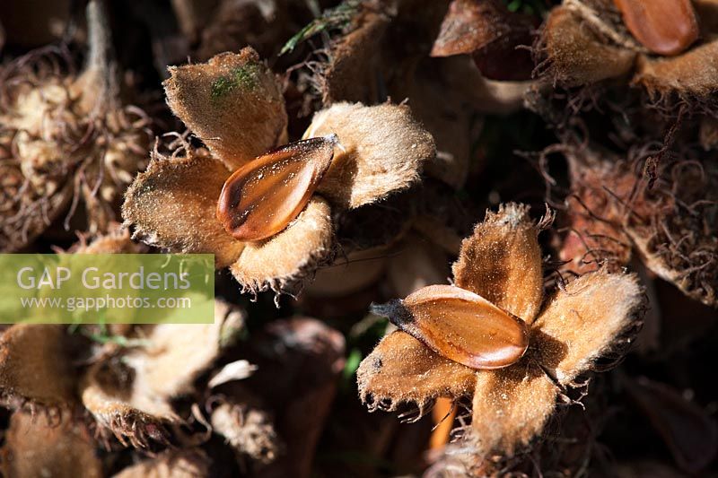 Fagus - Beechnuts in pods on a woodland floor