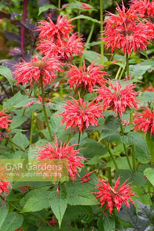 Monarda