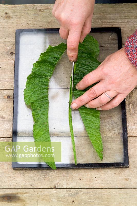 Taking leaf cuttings from Streptocarpus using the Vein Cuttings method - Slicing in two lengthwise using a sharp knife on a sheet of glass