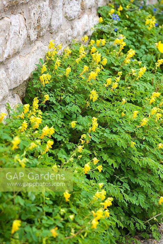 Yellow Corydalis growing at the base of a stone wall - Corydalis lutea syn. Pseudofumaria lutea