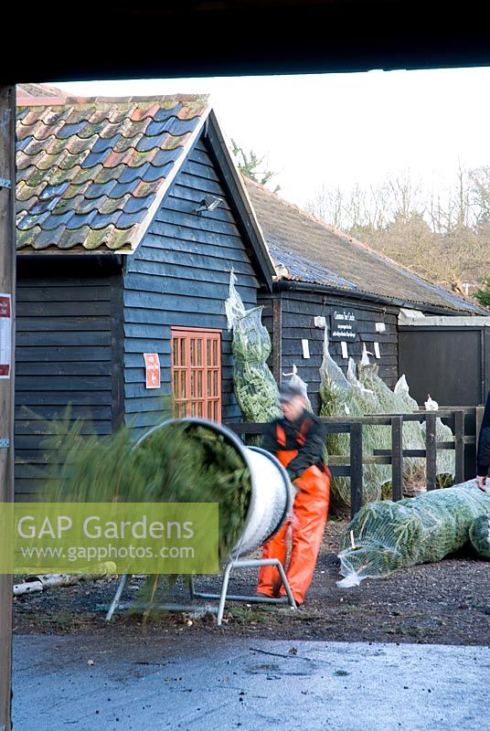 Wrapping sold Christmas trees