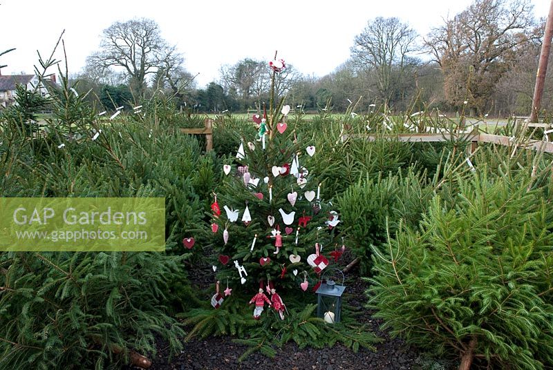 Dressed Christmas tree with xmas trees for sale