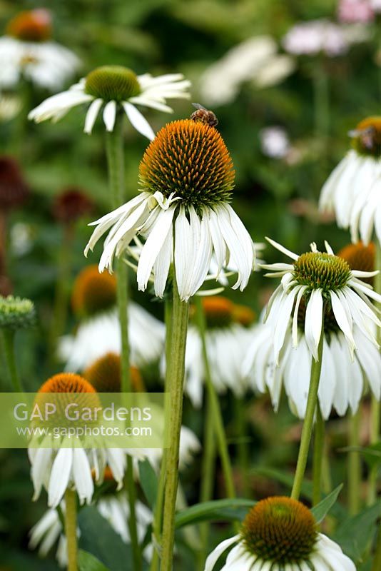 Echinacea Purpurea 'Alba'