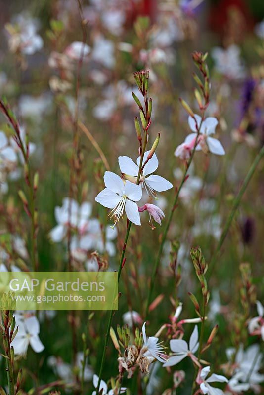 Gaura lindheimeri 'The Bride'