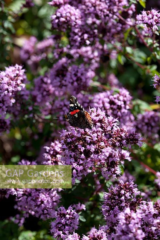 Red Admiral butterflies on Origanum laevigatum 'Herrenhausen', Marjorum
