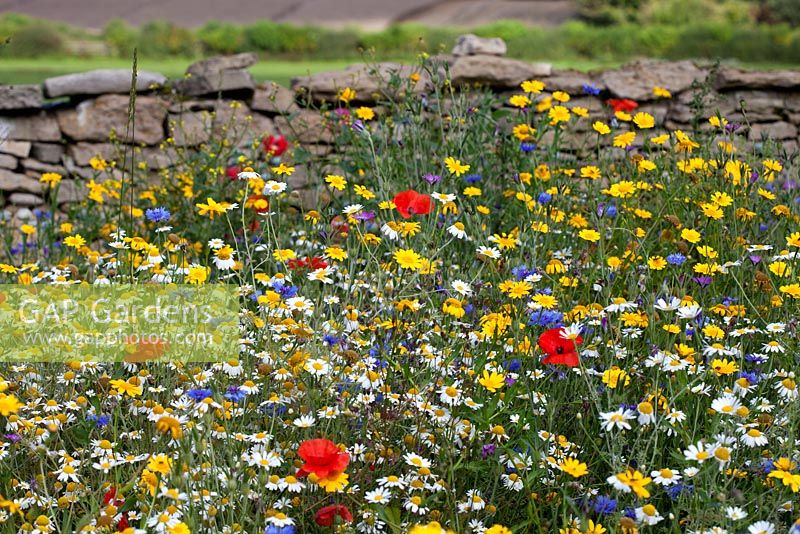Wildflower garden, with Corn Marigold, Cornflowers, Field Poppy, Chamomile daisies, 