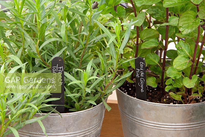 Eua de cologne Mint and French Tarragon growing in metal containers