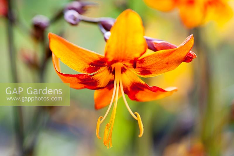 Crocosmia 'Emily Mackenzie'