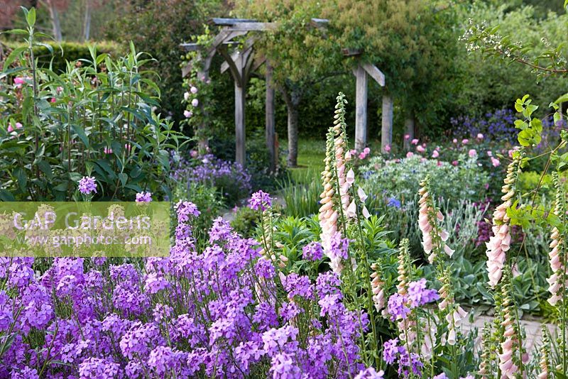 The cottage garden with Erysimum 'Bowles Mauve' and Digitalis - Foxgloves - RHS Garden Rosemoor, Devon