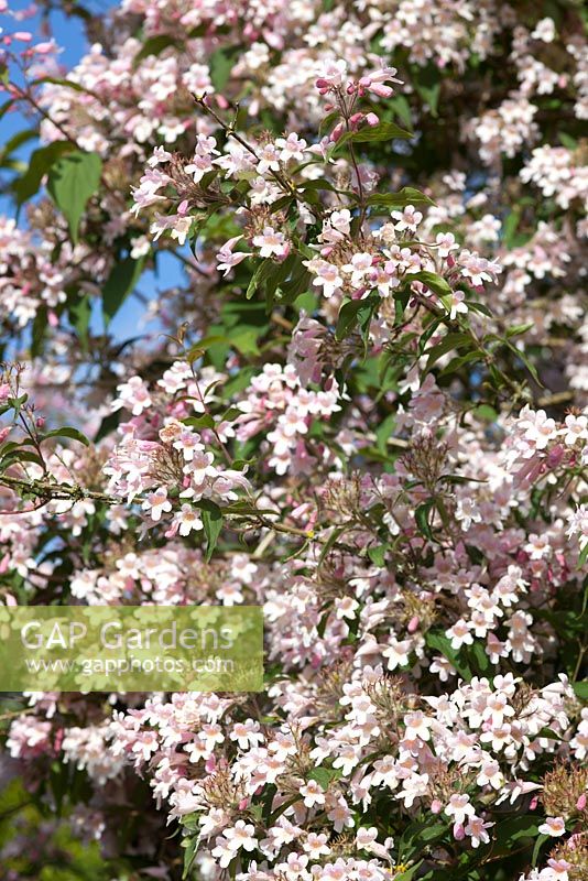 Kolkwitzia Amabilis 'pink cloud'