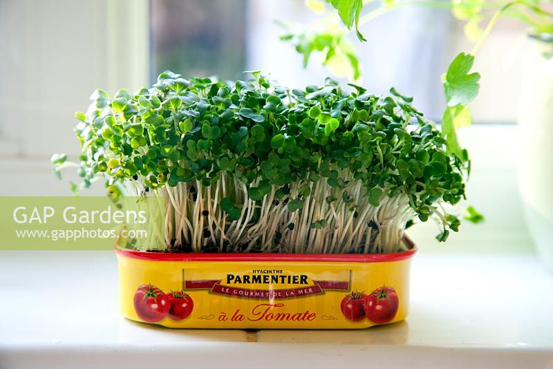 Cress grown in a tin in a window