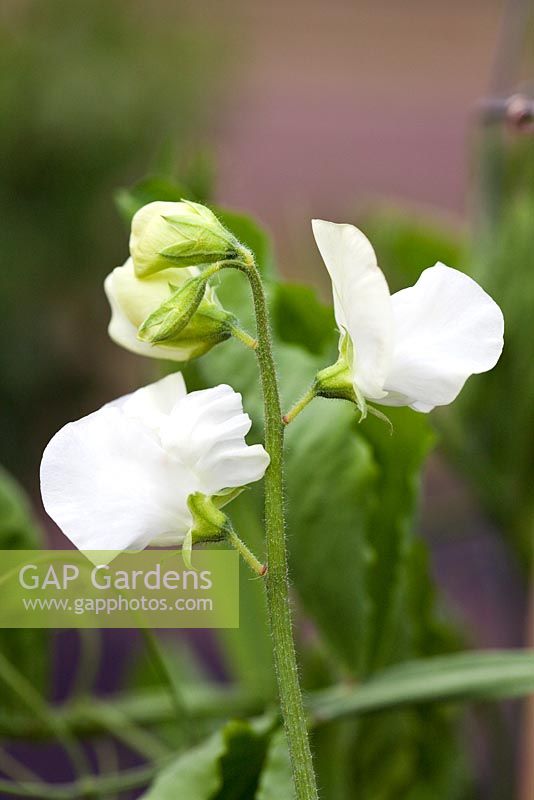 Lathyrus odoratus - Sweet Pea 'Aphrodite'