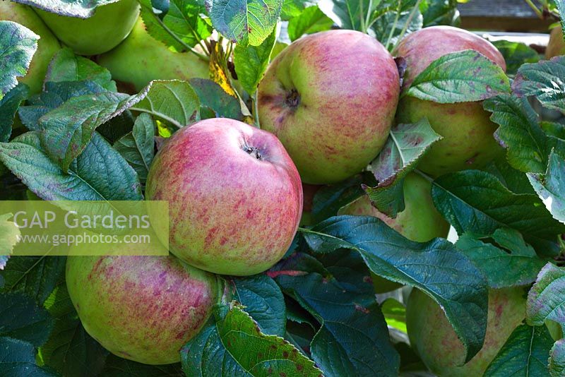 Malus domestica 'Howgate Wonder' - Apple