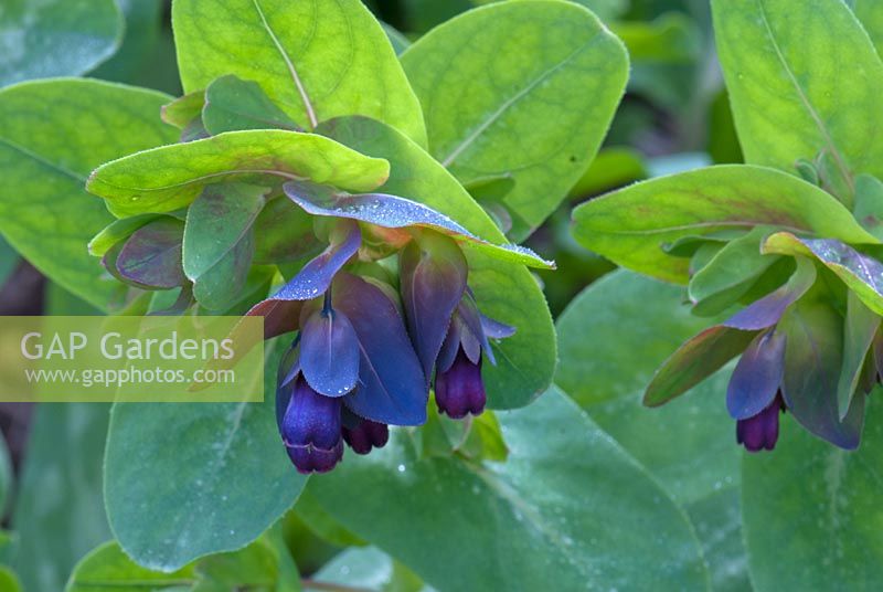 Cerinthe major Purpurascens