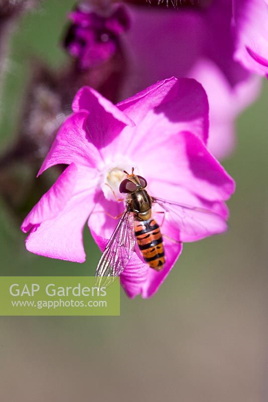 Hoverfly feeding on Silene 'Rolley's Favorite' Campion catchfly flower