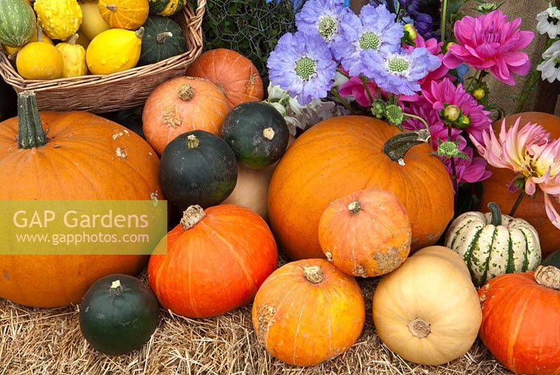 Various Pumpkins Squashes and flowers on display 