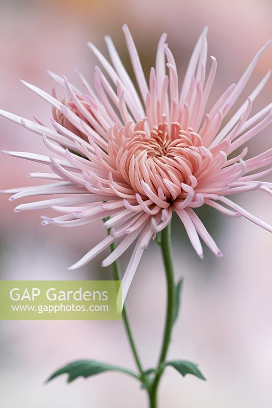 Chrysanthemum 'Pink Splendour'