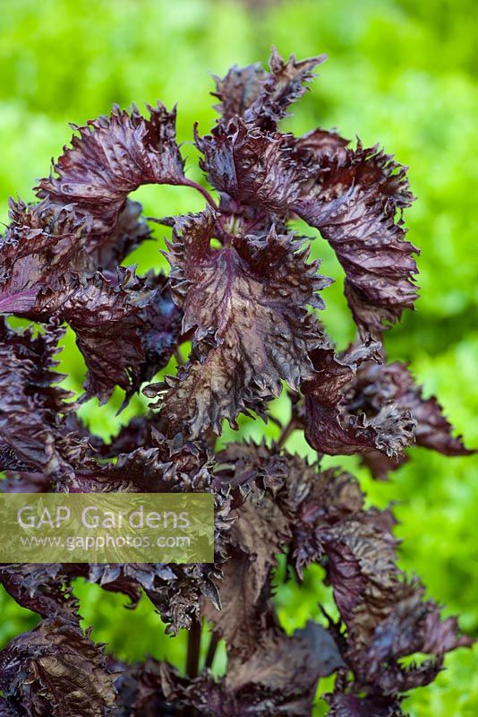 Perilla frutescens var. crispa - Chinese basil, Beefsteak Plant