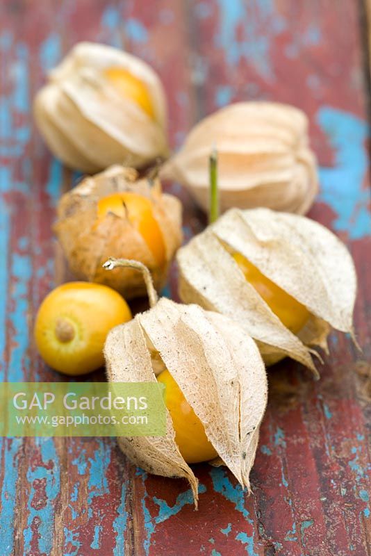 Physalis peruviana - Cape Gooseberries 