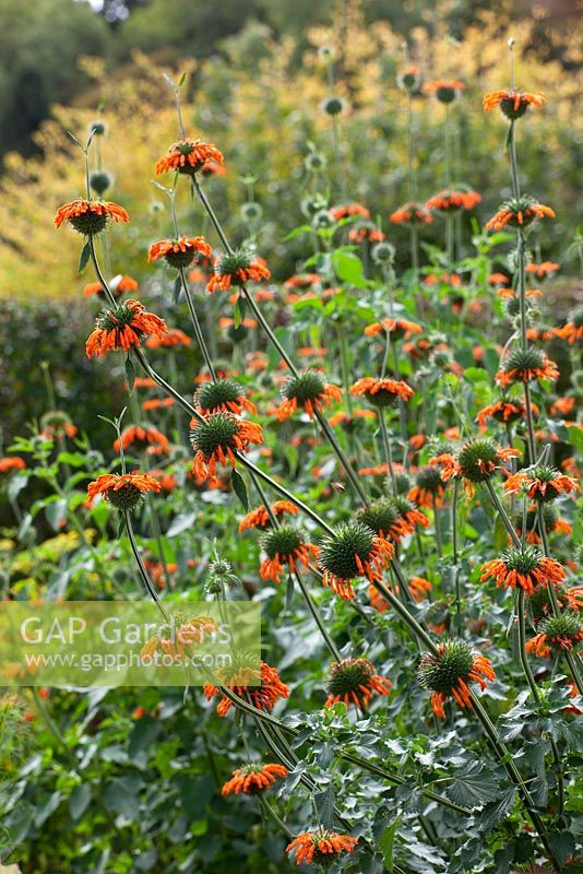 Leonotis leonorus - Lion's Ear