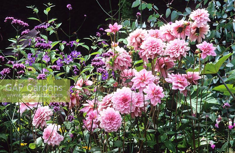 Dahlia 'Pearl of Heemstede', Verbena bonariensis and Solanum  rantonnettii in the Exotic Garden at Great Dixter