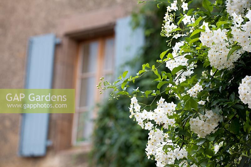 Solanum laxum 'Album' syn. S. jasminoides 'Album' - Potato Vine growing in the courtyard at Le Manoir de Raynaudes